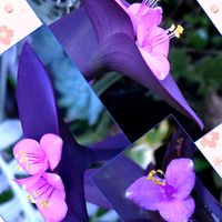 クルクマ,ムラサキゴテン,コバノランタナ斑入りパープル,紫の葉っぱ,繋がりに感謝✨の画像