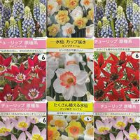 スイセン,ムスカリ,原種チューリップの画像