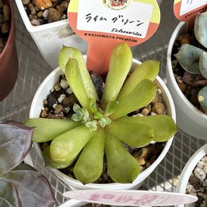 ムーンフェアリー,クリスマスディアー,多肉植物,多肉中毒,ベランダ多肉の画像