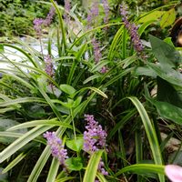 シュウカイドウ( 秋海棠 ),ヤブラン（藪蘭）,地植え,我が家の庭,秋の気配の画像