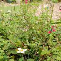 チェリーセージ,シュウメイギク（秋明菊）,ミズヒキ（水引）,地植え,我が家の庭の画像