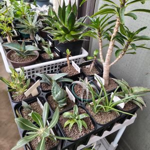 アガベ,ディッキア．,観葉植物,塊根植物,実生の画像