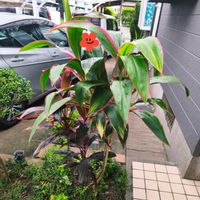 ドラセナ,南国植物,南国の植物,希少植物,南国風の画像