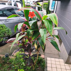 ドラセナ,南国植物,南国の植物,希少植物,南国風の画像