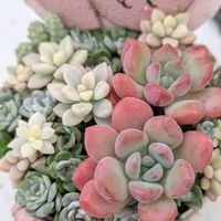 寄せ植え,交配苗の画像