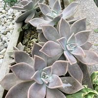 多肉,朧月,寄せ植え,多肉植物,花壇の画像