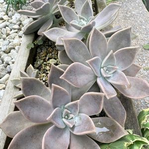 多肉,朧月,寄せ植え,多肉植物,花壇の画像
