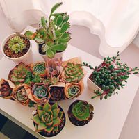 出窓,多肉狩り,ついつい購入,植中毒,モリモリにしたいの画像