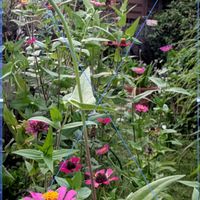 レモングラス,百日草,ガーデニング,花のある暮らし,小さな庭の画像