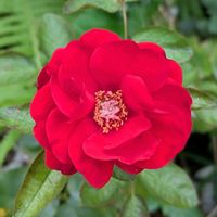 バラ,バラ,ガーデニング,花のある暮らし,バラのある暮らしの画像