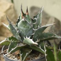 アガベ チタノタ,多肉植物,アガベ属,植中毒,タニラーの画像