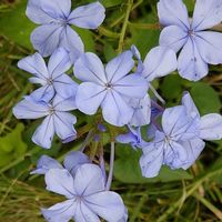 ルリマツリ,癒される,感謝,花のある暮らし,しあわせの画像