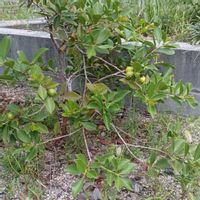 観葉植物,地植え,ガーデニング,果樹,フルーツの画像
