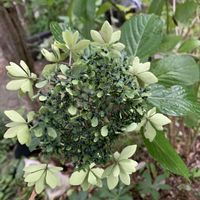 アジサイ,可愛い,和む,花のある暮らし,お花好きの画像