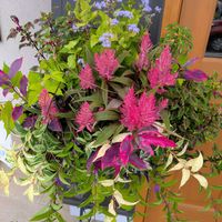 ケイトウ,ユーパトリウム,西洋フジバカマ,寄せ植え,平和を願うの画像