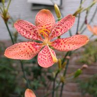 ヒオウギ(檜扇),鉢植え,ガーデニング,植え込み,お彼岸の画像