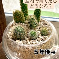 サボテン,サボテン,テラリウム,マミラリア属の画像