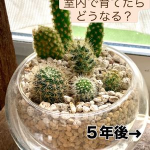 サボテン,サボテン,テラリウム,マミラリア属の画像