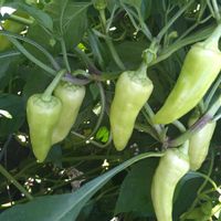 ライムホルン,サントリー本気野菜,無農薬栽培,実りに感謝,家庭菜園の画像