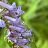 カメバヒキオコシ,ノコンギク,GSに感謝。,癒しの花,野草　山野草の画像