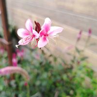 ガウラ,小さな花,ピンクの花,花のある暮らし,植物のある暮らしの画像