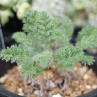 ペラルゴニウム・アッペンディクラツム,多肉植物,観葉植物,塊根植物,塊根の画像