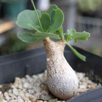 オトンナ トリプリネルビア,多肉植物,観葉植物,塊根植物,塊根の画像