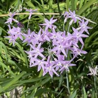 ツルバキア,散歩,秋の花の画像