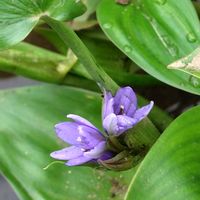 コナギ,GSに感謝。,植物観察,植物散策,三ツ堀里山自然園の画像