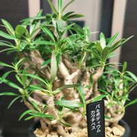 パキポディウム,パキポディウム カクチペス,多肉植物,観葉植物,塊根植物の画像