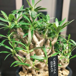 パキポディウム,パキポディウム カクチペス,多肉植物,観葉植物,塊根植物の画像