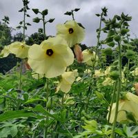 トロロアオイ,GSに感謝。,植物観察,植物散策,土曜はお空の発表会の画像