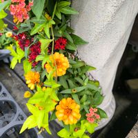 寄せ植え,ビタミンカラー,花は癒やし♡,チーム愛知,GSアダルトチームの画像