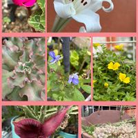 スタペリア 犀角,多肉植物,ありがとう♡,多肉女子,繋がりに感謝✨の画像