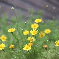 ダールベルグデージー,鉢植え,マクロレンズ,玄関先,canonの画像