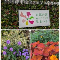 アジサイ,コキア,コリウス,コリウス,千日紅の画像