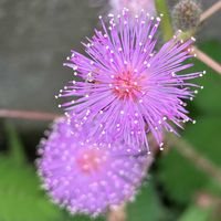 オジギソウ,赤紫蘇の花の画像
