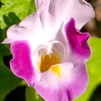 トレニア,トレニアリング,大好きな花,シルエット❤︎,風の中の画像