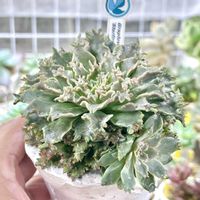 グラプトベリア スターファイヤー,成長記録 スターファイヤー,神奈川タニラー,多肉男子,多肉植物園ナイト営業中✩.*˚の画像