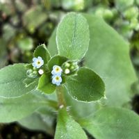 キュウリグサ,山野草の画像