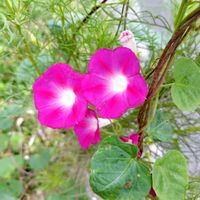 アサガオ,ハギ,朝顔,はぎ(萩),ガーデニングの画像