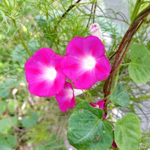 アサガオ,ハギ,朝顔,はぎ(萩),ガーデニングの画像