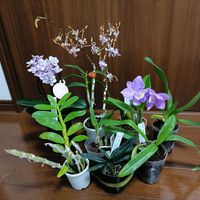 カトレア,デンドロビウム,パフィオ,パフィオぺディラム,クルーガーガールの画像