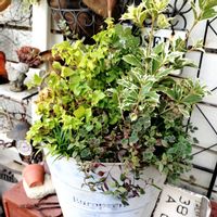 寄せ植え,可愛い,庭の花,癒し,寄せ植え大好きの画像
