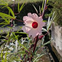 ハイビスカスローゼル,ハーブ,ハイビスカスローゼルの花の画像