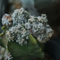 ハオルチア,多肉植物,観葉植物,塊根植物,サボテン科の画像