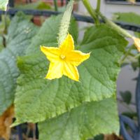 胡瓜,キュウリの花,鉢植え,ガーデニング,植え込みの画像