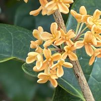 ススキ,ススキ,金木犀の花,金木犀の花,いい香りの画像