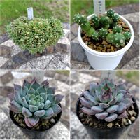 （ミニマ✕バルシー）✕ラウイ,プナ サブテラネア,ドラゴンシール,ブルーラバー,多肉植物の画像