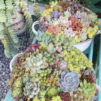 多肉植物,ガーデニング,北海道,北海道タニラーの画像